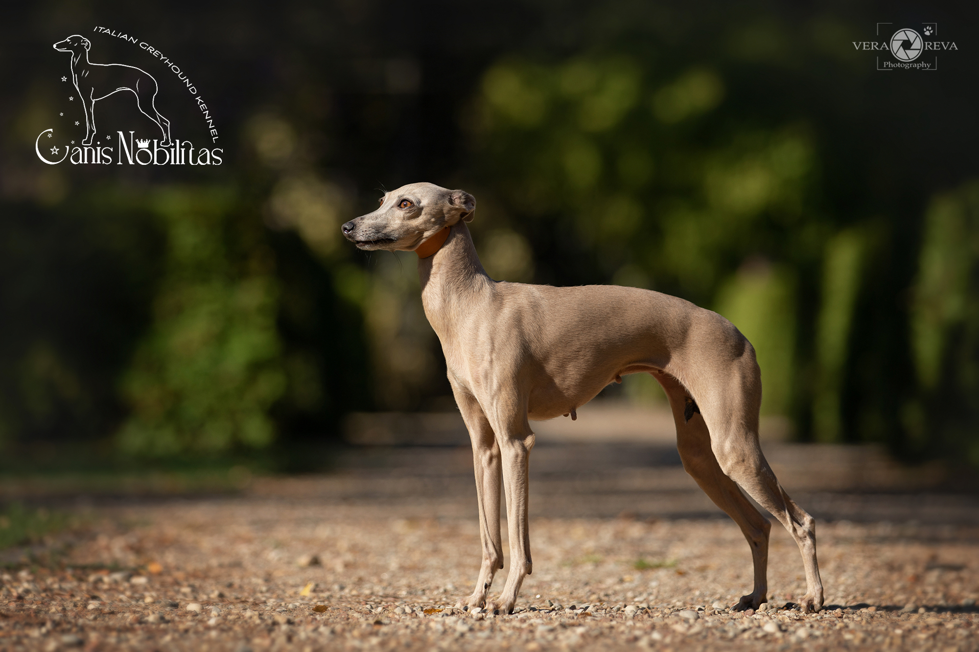 Italian Greyhound CANIS NOBILITAS CANDY