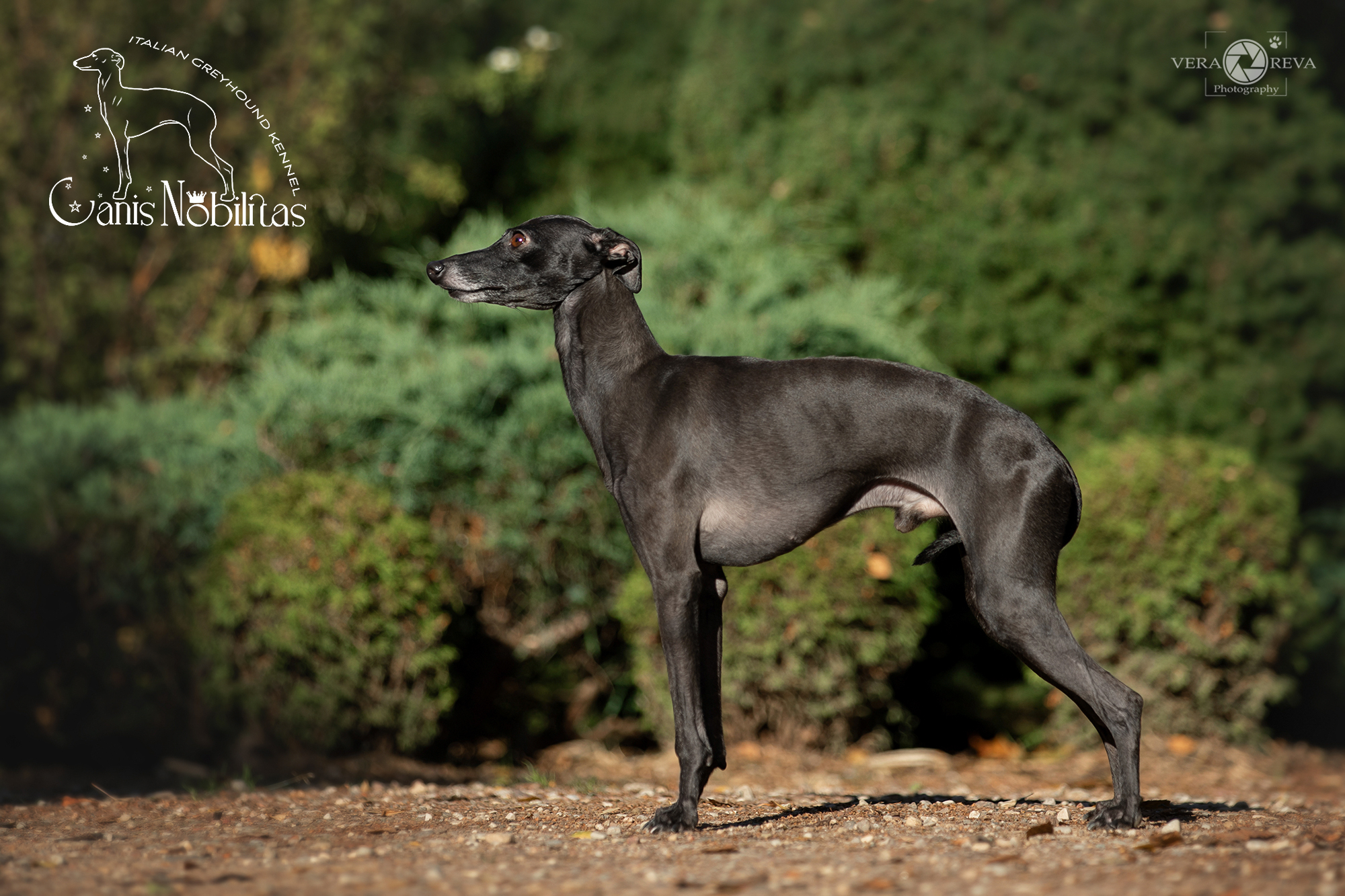Italian Greyhound CANIS NOBILITAS CAVALLI