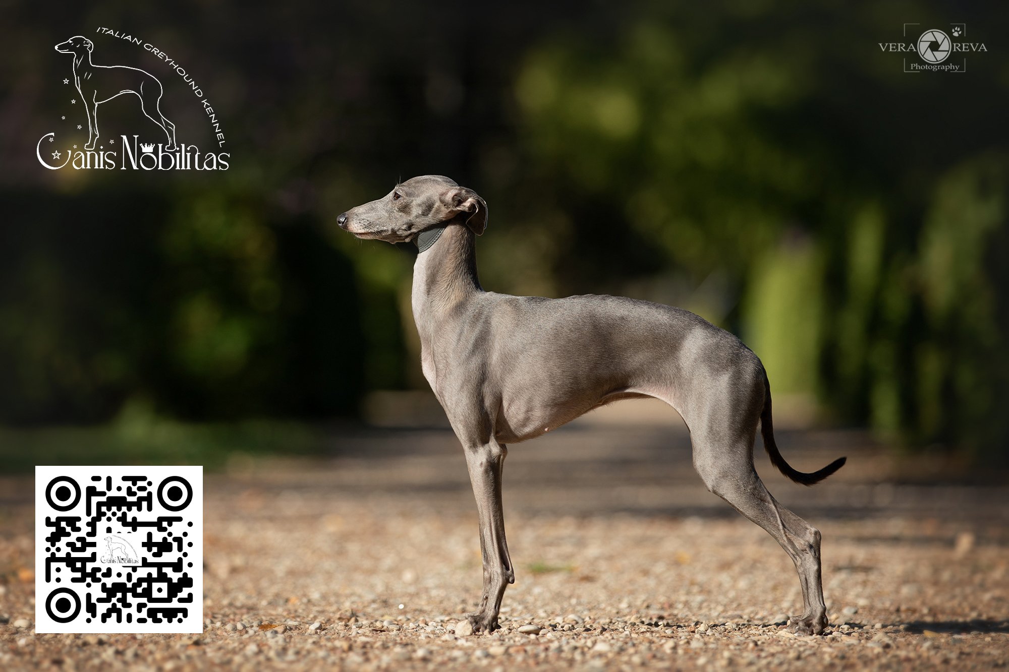 Italian Greyhound CANIS NOBILITAS CANDY