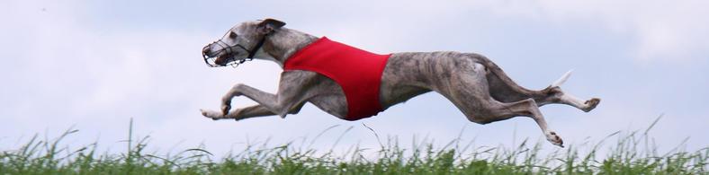 The best dogs of the Latvian Sighthound Club in lure coursing competitions 