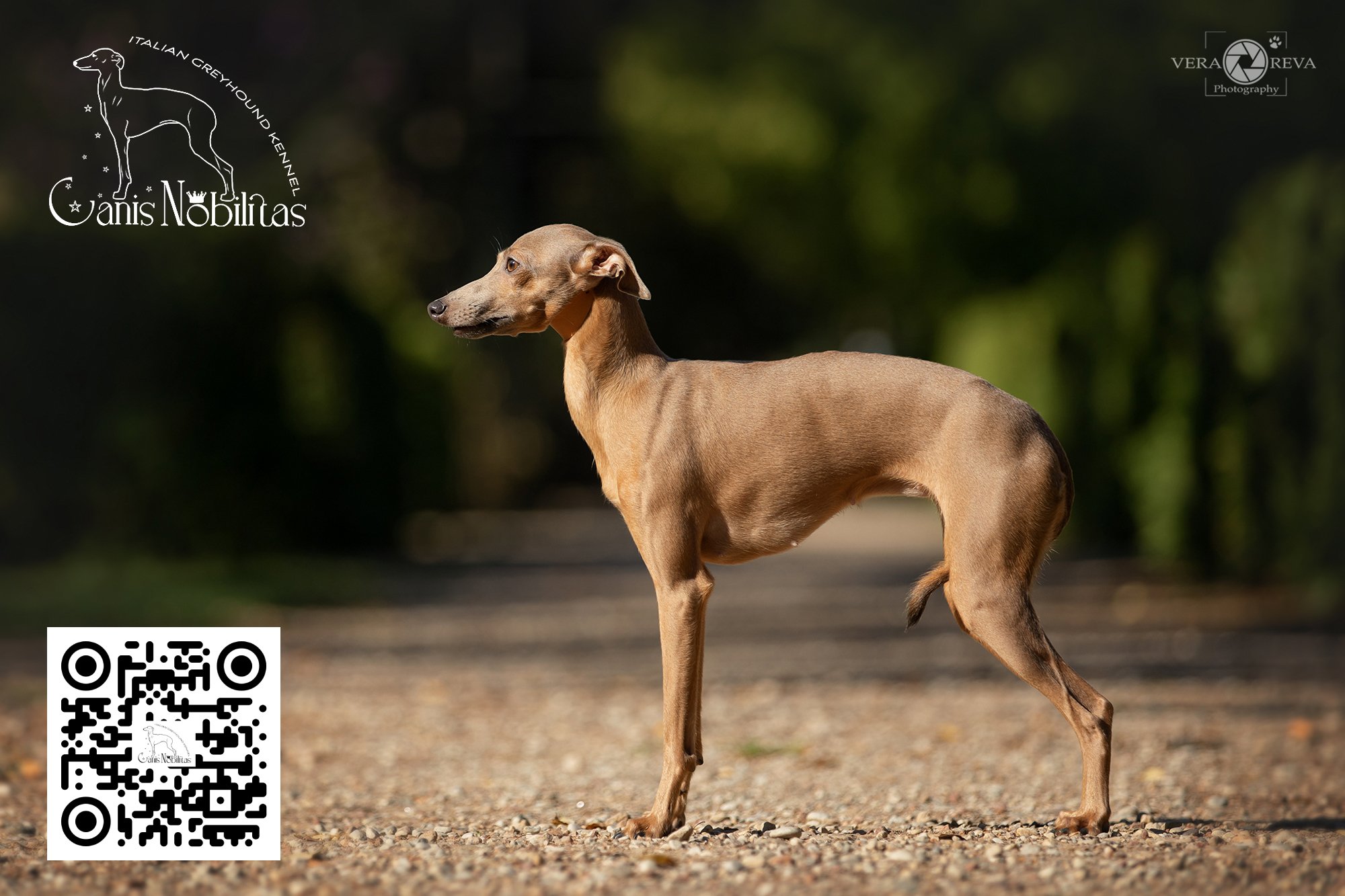 Italian Greyhound CANIS NOBILITAS POLLI